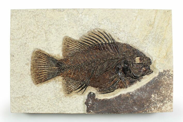 Detailed Fossil Fish (Cockerellites) - Wyoming #356798